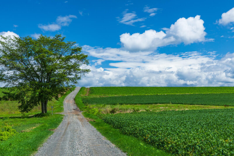 青空と緑の畑と一本道